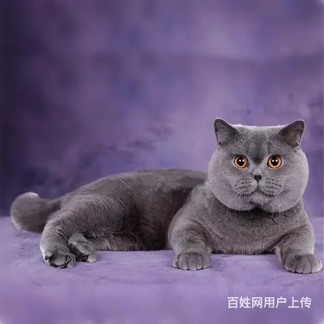山东淄博纯种双血统蓝猫哪里买 - 图片 3