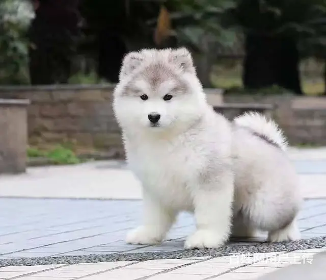 出售阿拉斯加犬 出售红色灰色黑色阿拉斯加 - 图片 8