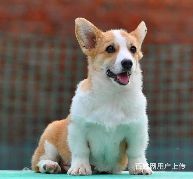 精品威尔士柯基犬出窝 三色柯基犬 纯种健康柯基犬 - 图片 1