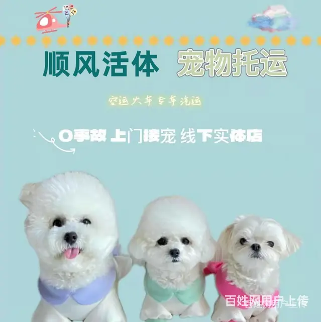 烟台龙口宠物托运（猫狗）活体邮寄快递（2022宠物运输 ）今 - 图片 1