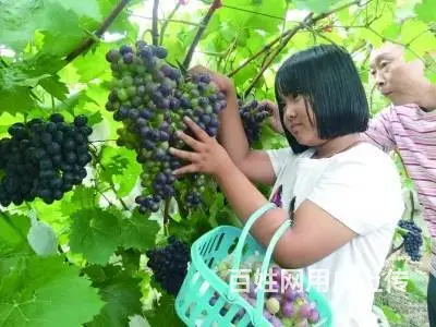 昌黎海边住宿【翡翠轩农家院】昌黎葡萄沟翡翠轩农家院 - 图片 3