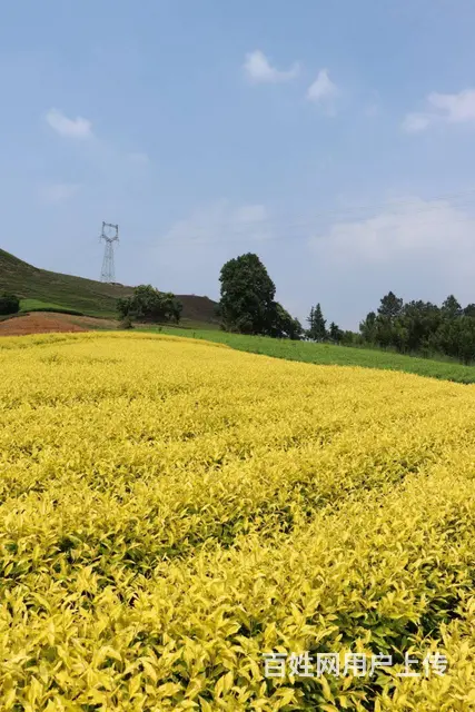 黄金叶茶园 原产地好茶 小戴白茶 - 图片 5