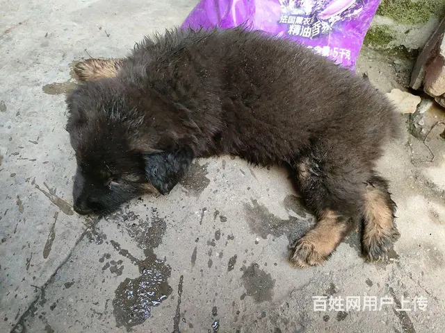 低价出售东德牧羊犬。 - 图片 3