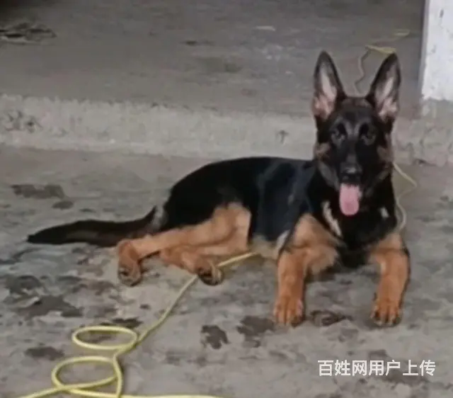 出售精品德牧幼犬 - 图片