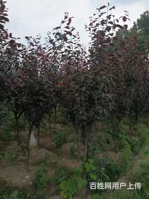 贵州草花贵州草坪贵州苗木贵州花卉批发 - 图片 11