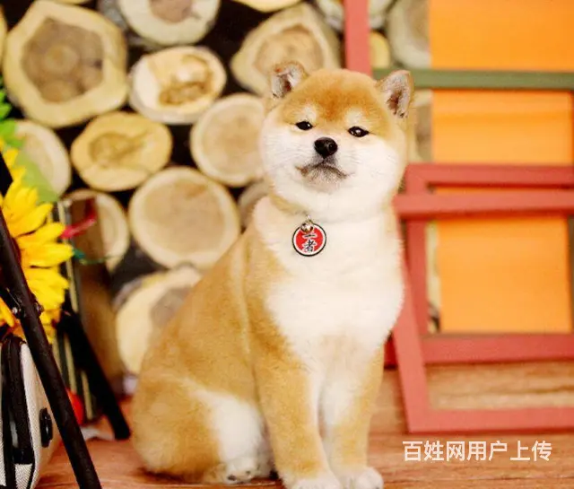 纯种柴犬 赤红色柴犬 黑色柴犬 三个月包退换保健康 - 图片 6