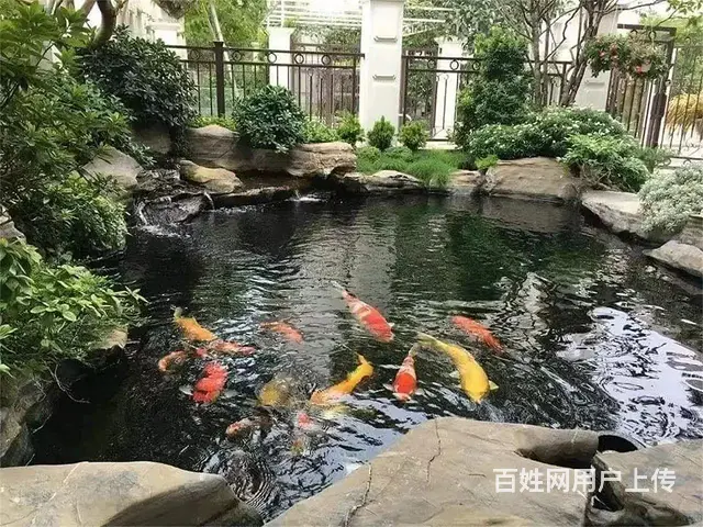 专业鱼缸清洗维护保养 - 图片 3