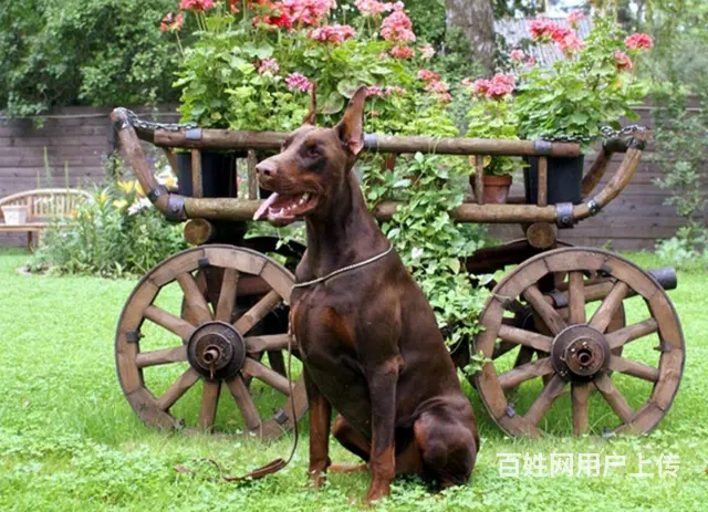 专业繁殖高品质杜宾幼犬 纯种杜宾犬多少钱 - 图片 6