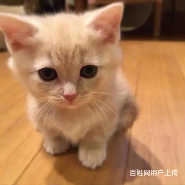 常州CFA认证猫舍金渐层多少钱一只保纯种健康 - 图片 4
