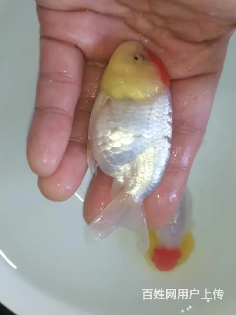 打包正顶红顶虎一对 - 图片 2