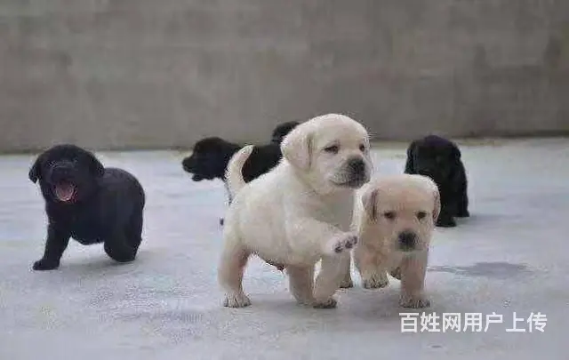 吕梁比熊哪里有卖,比熊幼犬哪里有卖 - 图片 4