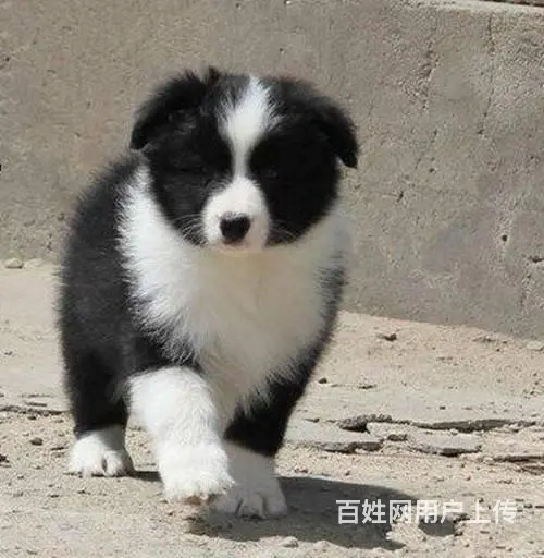 边境牧羊犬 黑白色边牧价格 纯种边牧犬多少钱 - 图片 5