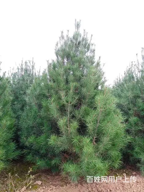 专业种植优质白皮松 - 图片 4