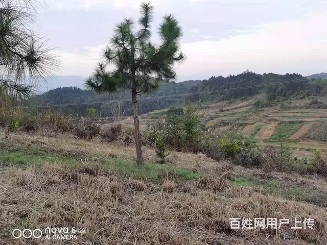 洞高路旁70亩园艺场转让 - 图片 2