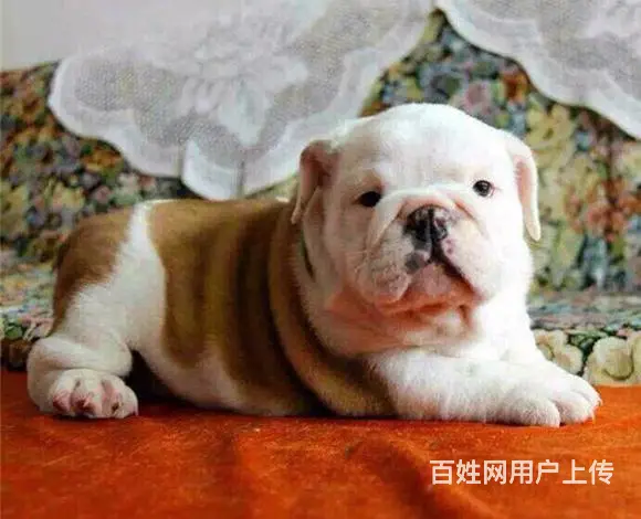 长春【十年老店】常年繁殖优质血统英牛幼犬 - 图片 9