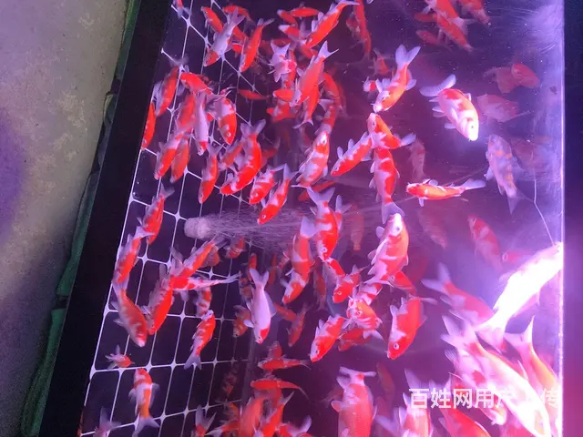大日血统练手红白，10多到15公分，100块钱9条 - 图片 2