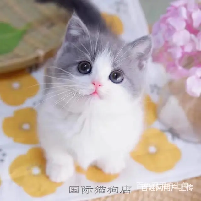 【货到付款猫狗舍】琼海哪里有卖猫猫狗狗 纯种健康图 - 图片 5