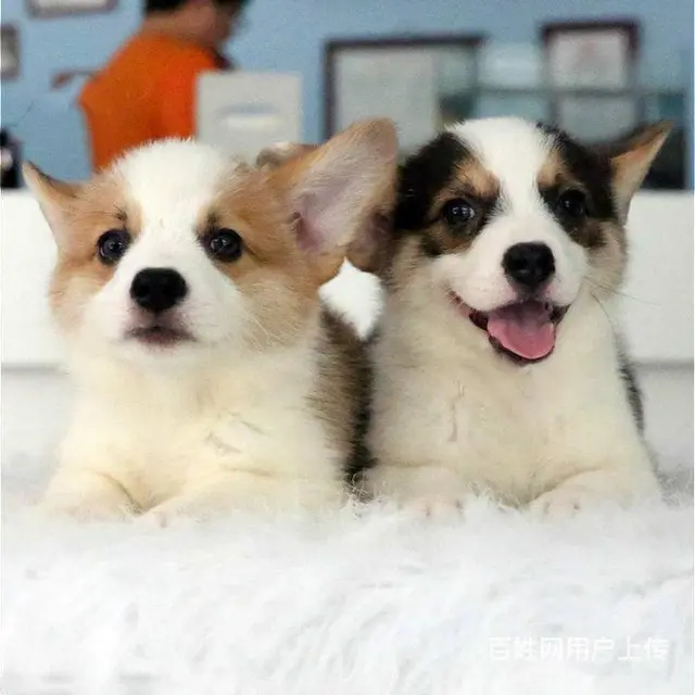 精品威尔士柯基犬出窝 三色柯基犬 纯种健康柯基犬 - 图片 6