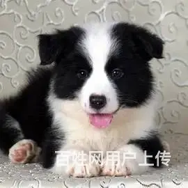 活泼可爱的边境牧羊犬 - 图片