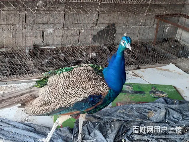出售孔雀一对 - 图片 2