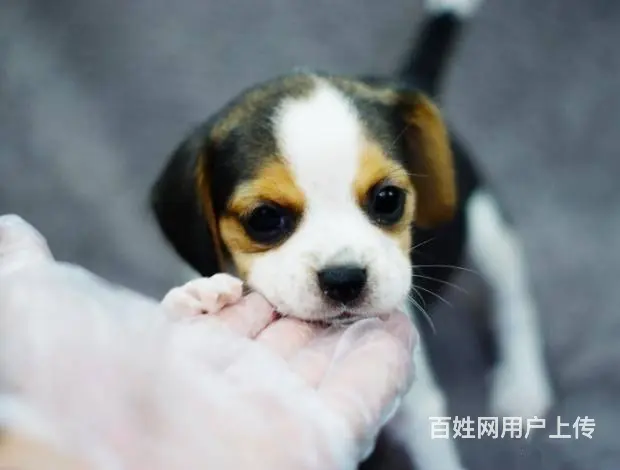 广州买狗首选推荐 正规犬舍 纯种比格犬多只待售 - 图片 1