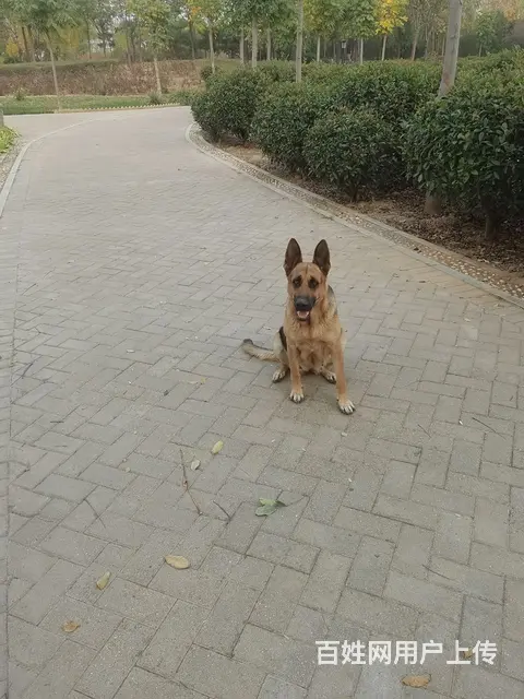 喜欢狼狗的来。工作犬 - 图片 5