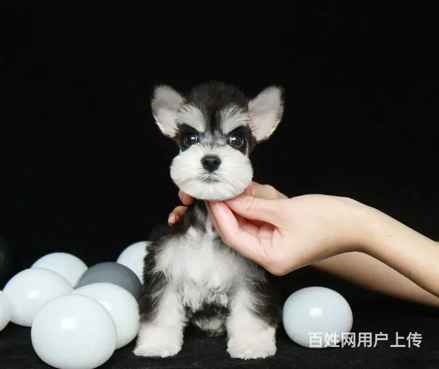 纯种雪纳瑞犬价格 迷你雪纳瑞 三个月包退换 养殖场 - 图片 3