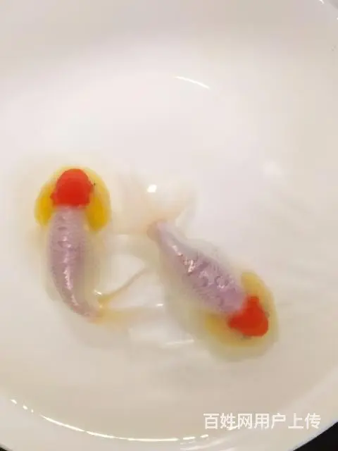 打包正顶红顶虎一对 - 图片 8