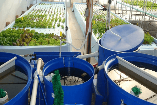 鱼菜共生系统设计施工