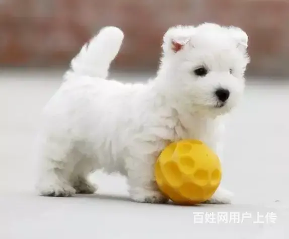 纯种西高地白梗幼犬 西高地价格优惠来家看狗挑选 - 图片 3