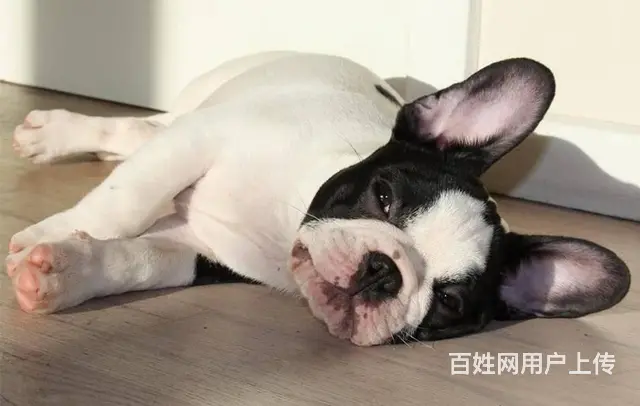出售法国斗牛犬 家养法牛幼犬 纯种法牛犬价格 - 图片 5