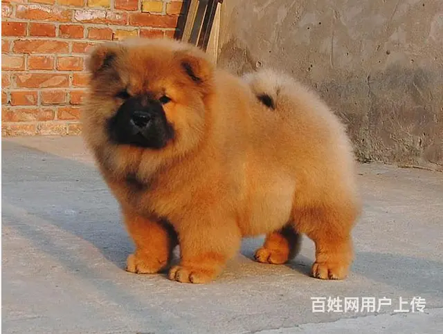 吕梁有什么地方可以买到松狮，松狮的价位 - 图片 6