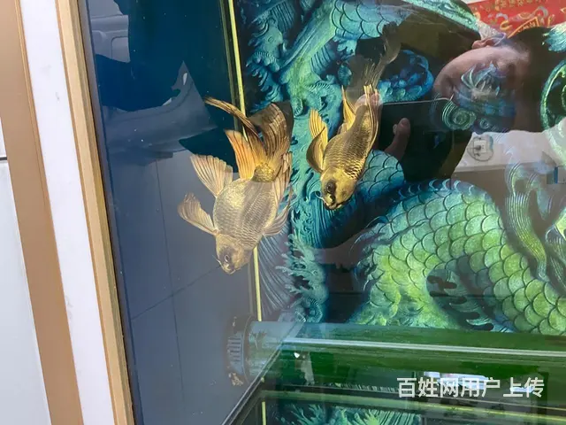 出售熊猫鱼 - 图片 3