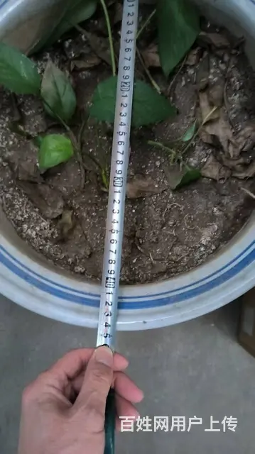 特大号花盆3个 - 图片 1
