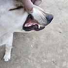 拉布拉多犬