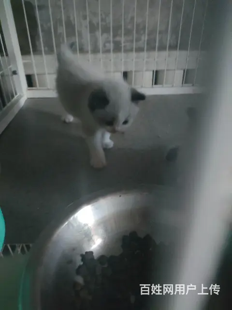 自家布偶猫 - 图片