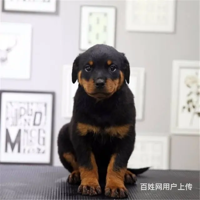 纯种罗威纳幼犬出售 驱虫疫苗已做好 全国送货上门 - 图片 9