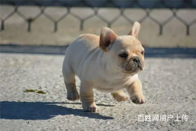 法国斗牛犬 法斗幼犬健康出售可挑选 - 图片 2