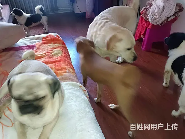 有多种狗便宜出卖！！！！ - 图片 4