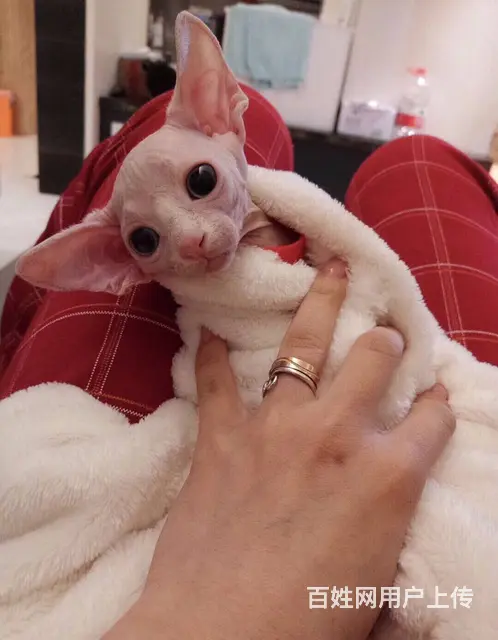 常州斯芬克斯无毛猫 疫苗驱虫已做好 欢迎咨询 - 图片 3
