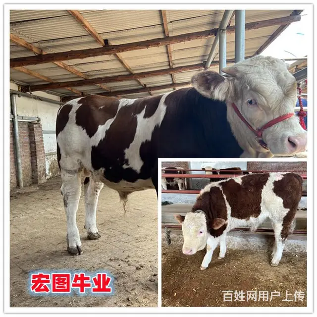 6个月 西门塔尔2岁母牛 要多少钱 - 图片 2