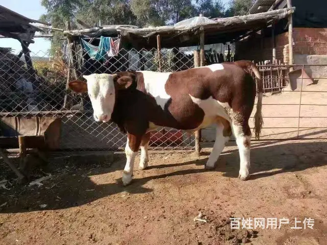 专门为大家买卖各种牛，牛品种好友西门塔尔，夏洛莱， - 图片 4