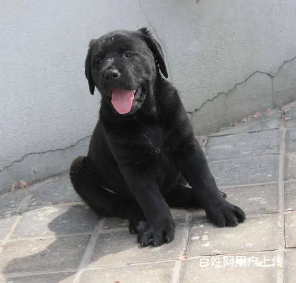 纯种拉布拉多幼犬 大骨骼, 拉布拉多 ,健康保 - 图片 5