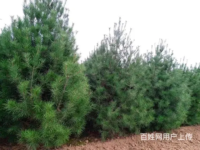 专业种植优质白皮松 - 图片 3