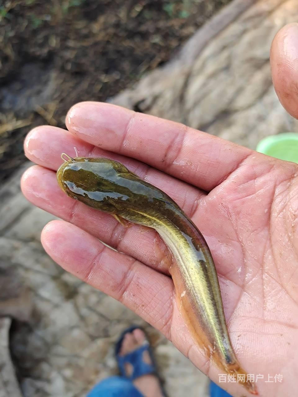 2020河南黄河鲶鱼苗40万尾首次落户甘肃张掖