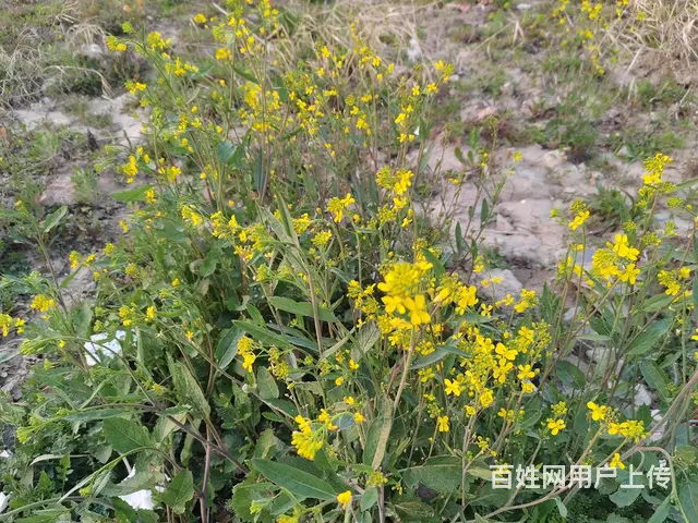真诚征婚，非诚勿扰 - 图片