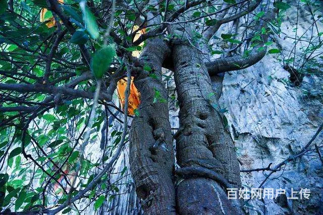 信阳仿真菩提树制作 - 图片 4