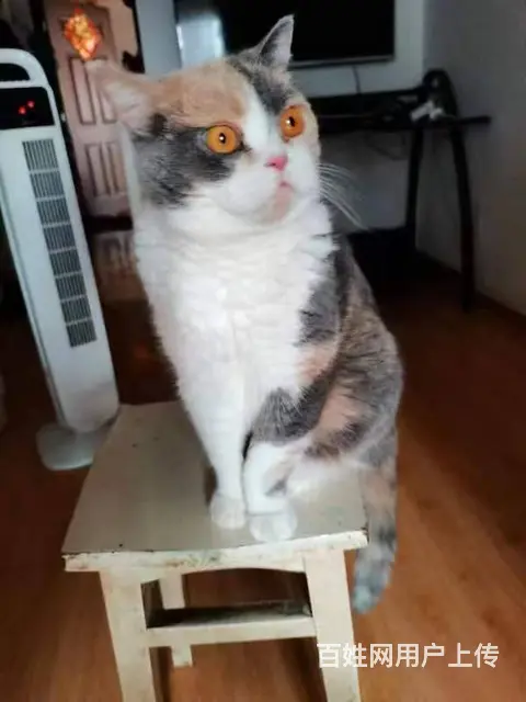 宠物猫领养 - 图片 3