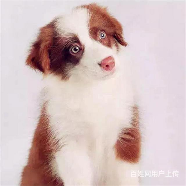 安康边牧活体购宠中心电话地址的图片