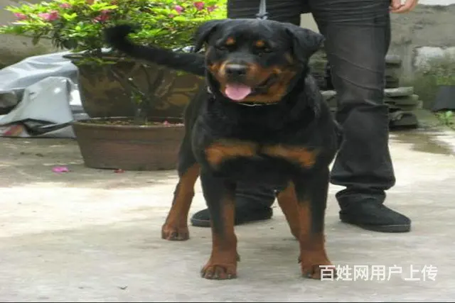 顶级罗威纳 幼犬出售、看家护卫犬可上门挑选—签协议 - 图片 5